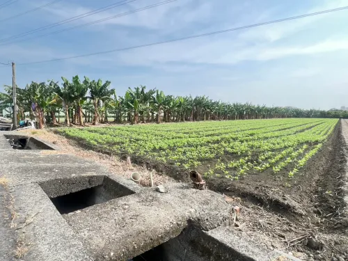 Agricultural land for sale in Daliao District, Kaohsiung City | NT$ 31 000 000 | 623 ping slide 2