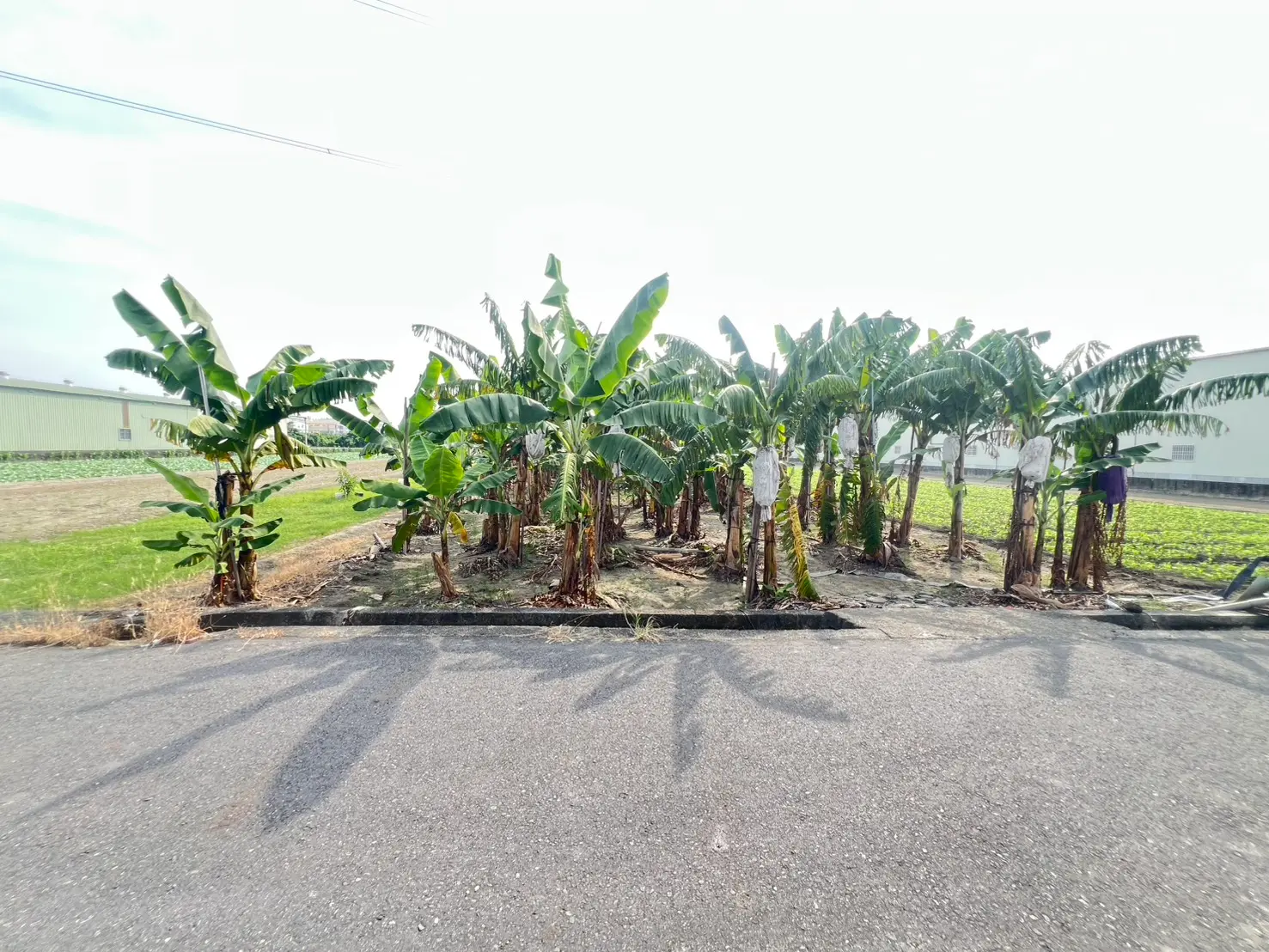 Agricultural land for sale in Daliao District, Kaohsiung City | NT$ 31 000 000 | 623 ping slide 3