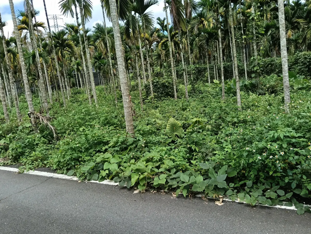 Land for sale in Yuchi Township, Nantou County | NT$ 17 000 000 | 1 776 ping slide 1