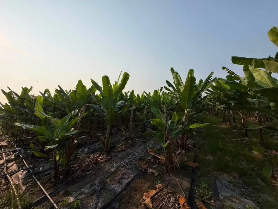 Agricultural land for sale in Meinong District, Kaohsiung City | NT$ 16 200 000 | 1 672 ping slide 5