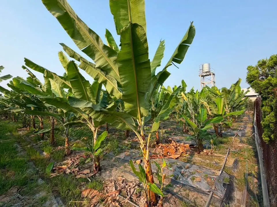 Agricultural land for sale in Meinong District, Kaohsiung City | NT$ 16 200 000 | 1 672 ping slide 2