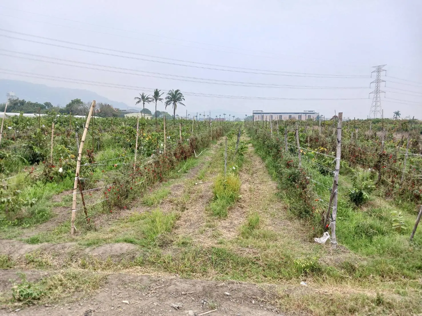 Land for sale in Alian District, Kaohsiung City | NT$ 30 500 000 | 763 ping slide 0