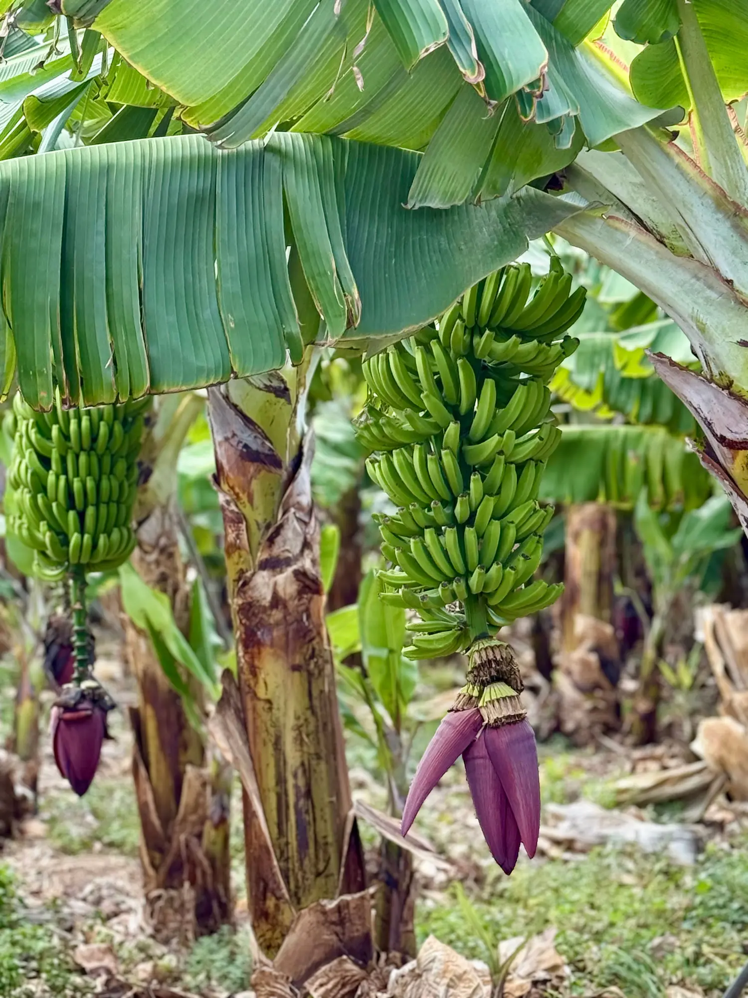 Agricultural land for rent in Shoufeng Township, Hualien County | NT$ 6 000 | 1 300 ping slide 4