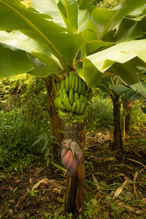 Agricultural land for rent in Shoufeng Township, Hualien County | NT$ 6 000 | 1 300 ping slide 3