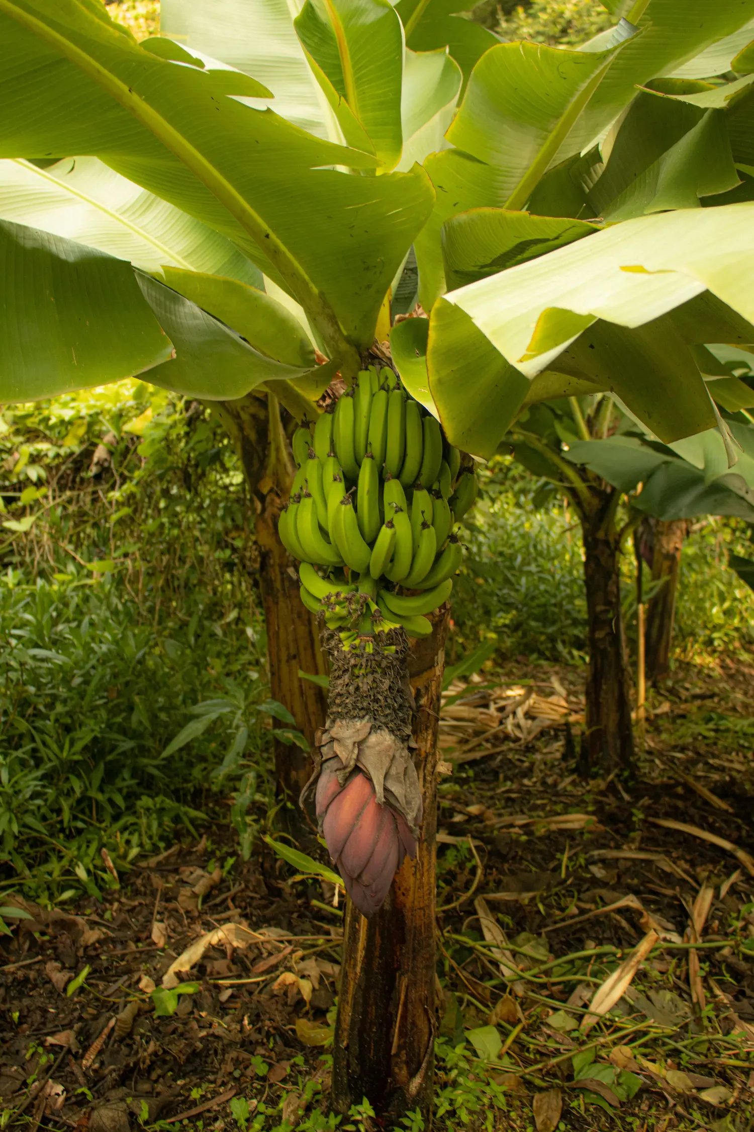 Agricultural land for rent in Shoufeng Township, Hualien County | NT$ 6 000 | 1 300 ping slide 3