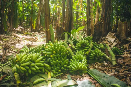 Agricultural land for rent in Shoufeng Township, Hualien County | NT$ 6 000 | 1 300 ping slide 2