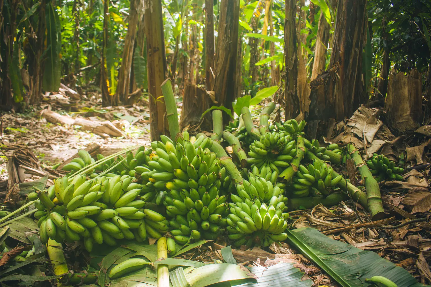 Agricultural land for rent in Shoufeng Township, Hualien County | NT$ 6 000 | 1 300 ping slide 2
