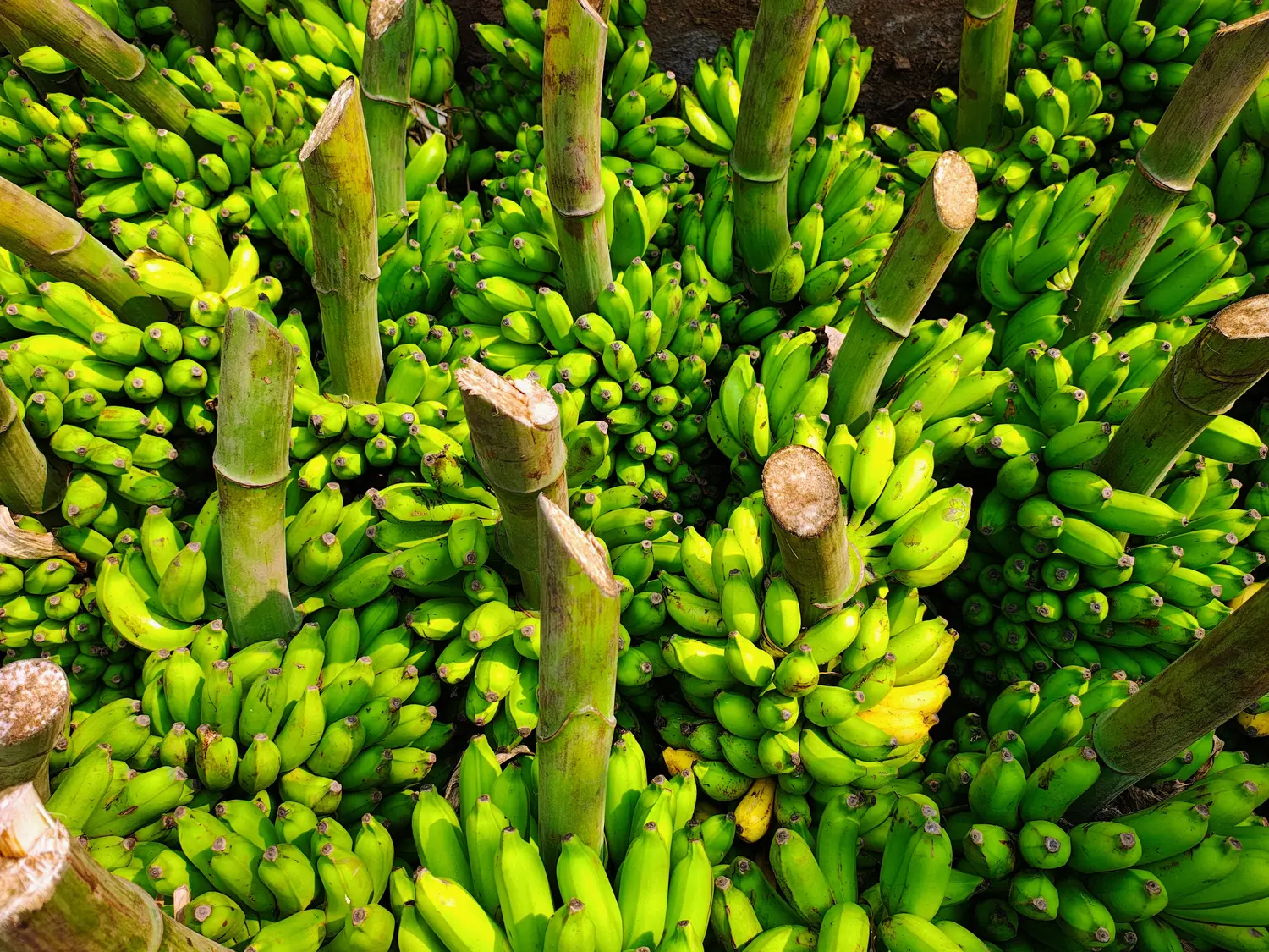 Agricultural land for rent in Shoufeng Township, Hualien County | NT$ 6 000 | 1 300 ping slide 1